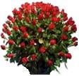 Send 200 Roses